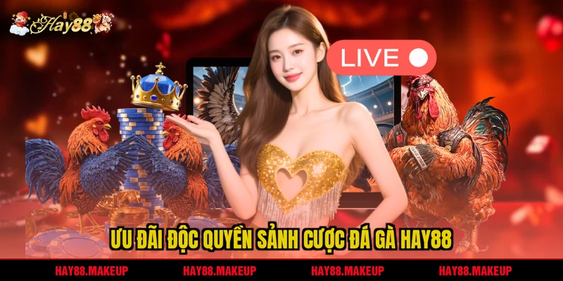 Ưu đãi độc quyền sảnh cược Đá gà HAY88